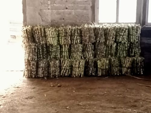 Bibit Rumput Odot