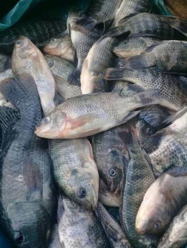 ikan nila