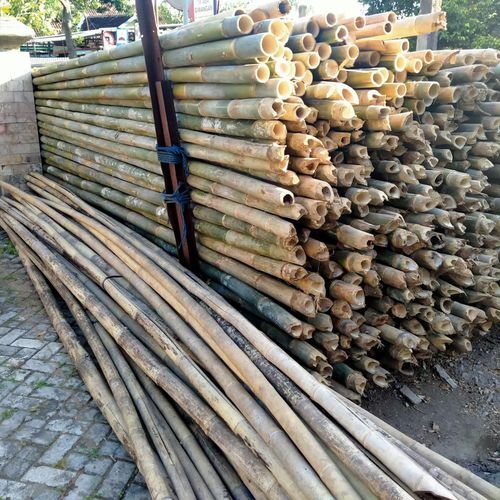 Bambu