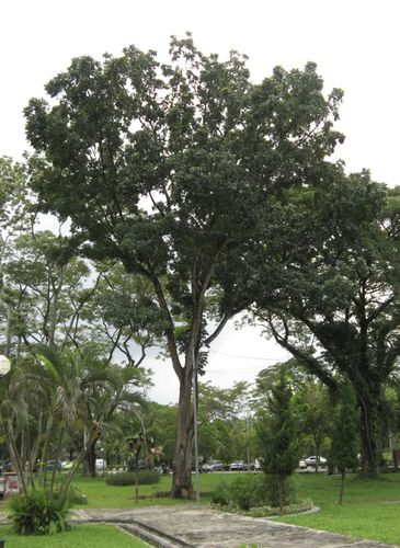 Pohon mahoni - 2 Meter