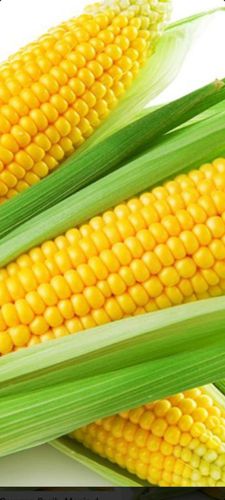JAGUNG