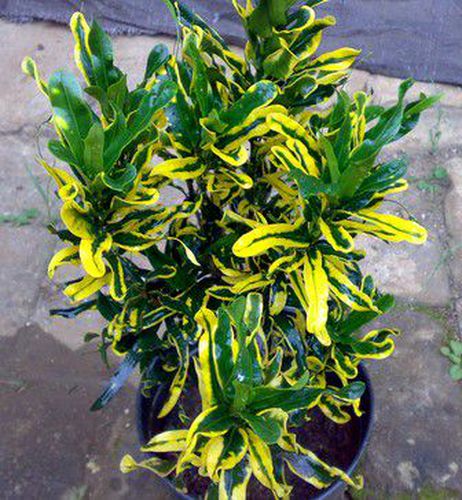 Puring Kuning