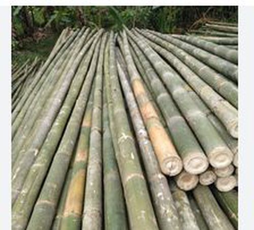 BAMBU
