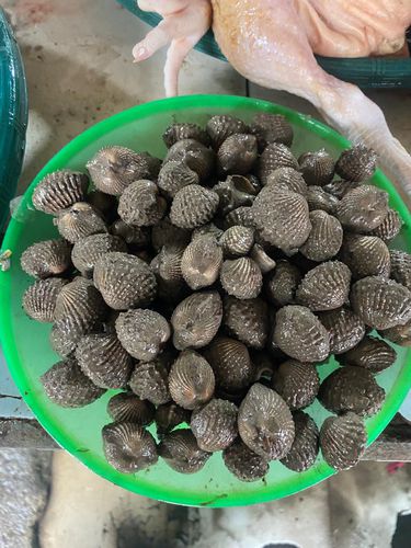 Kerang
