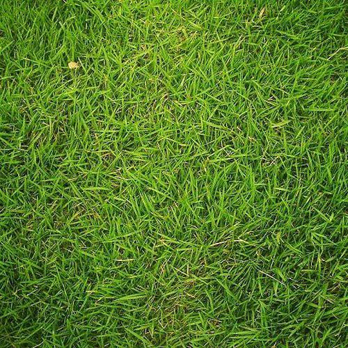 Rumput Jepang
