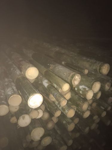 Bambu