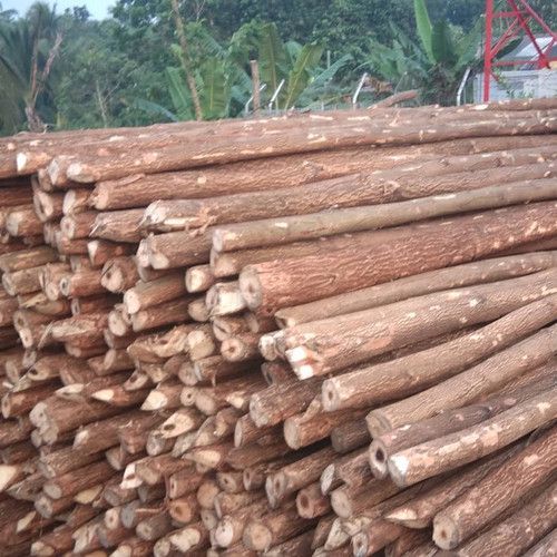 Kayu Cerucuk