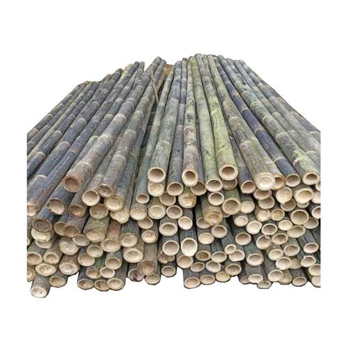 Bambu
