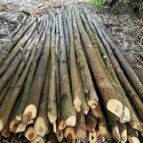 Kayu Cerucuk - Kec.LinggaUtara