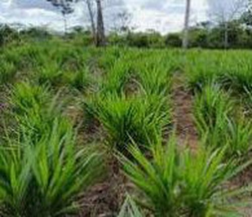 HPT Rumput Odot