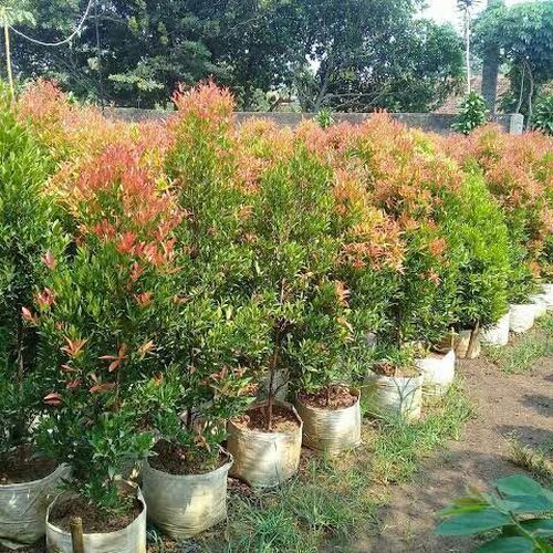 PUCUK MERAH