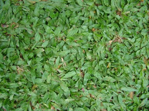Rumput Mutiara