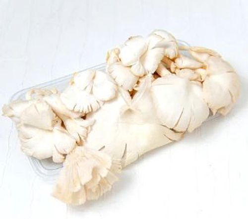 Jamur 500 gram