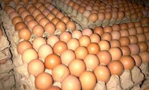 telur ayam