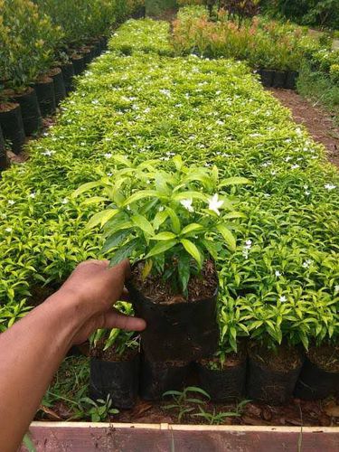 Rombusa Mini