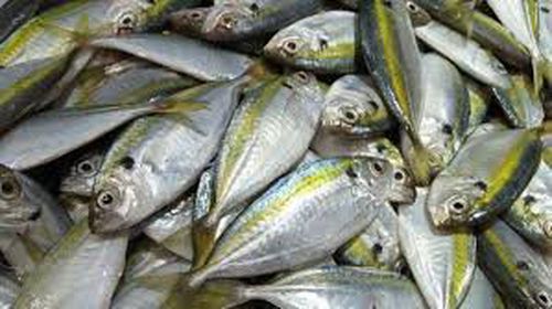 IKAN KATOMBO