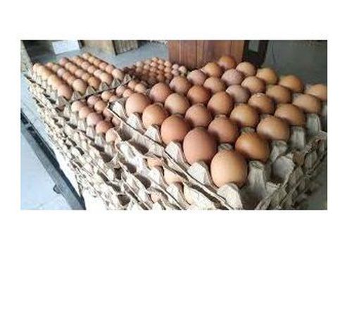 Telur Ayam Ras