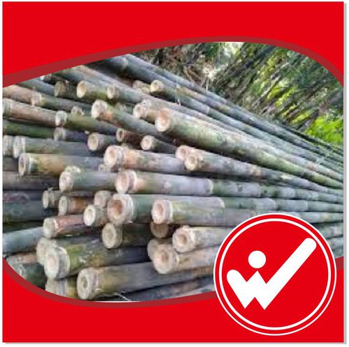 Bambu