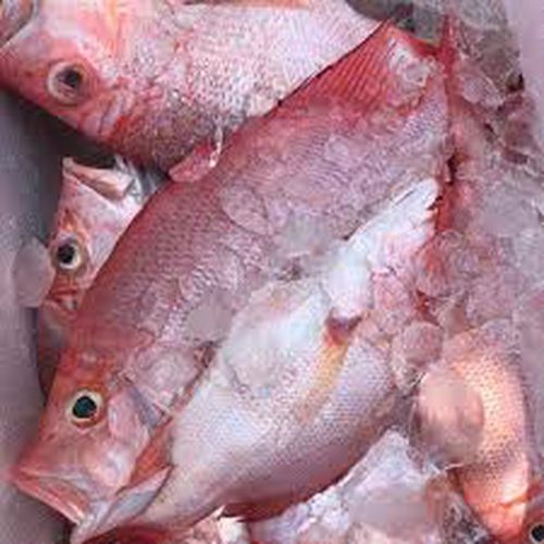 Ikan Nila