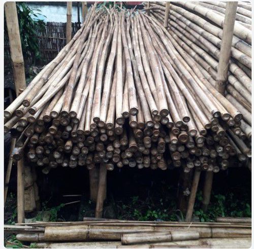 bambu