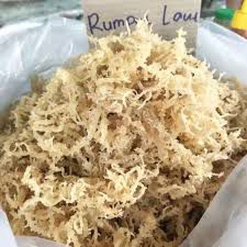 Rumput Laut