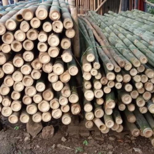 BAMBU
