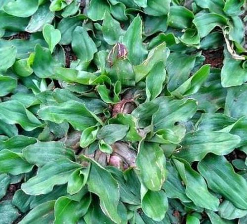 Rumput Mutiara