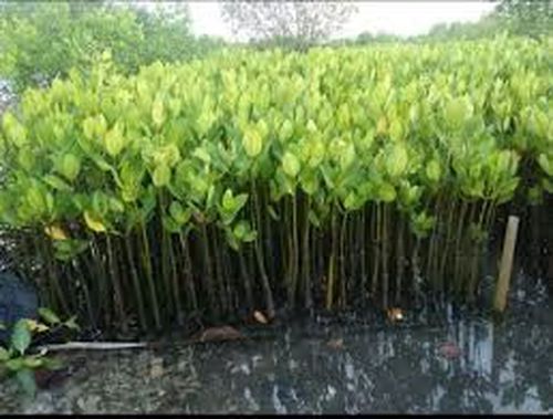 Bibit Mangrove