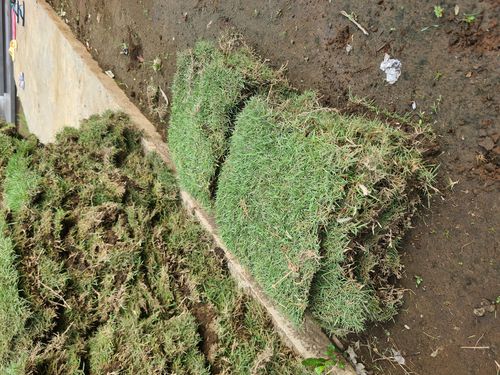 Rumput Jepang / Rumput Manila
