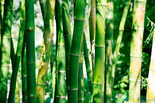 BAMBU