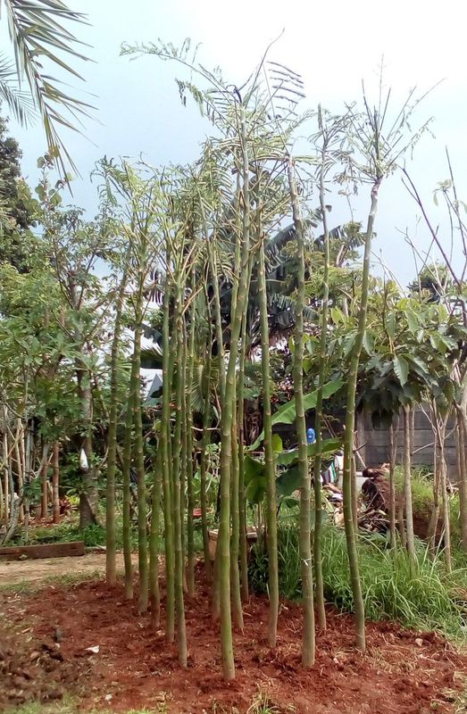 Solobium schizolobium Parahyba atau pohon pakis Brazil