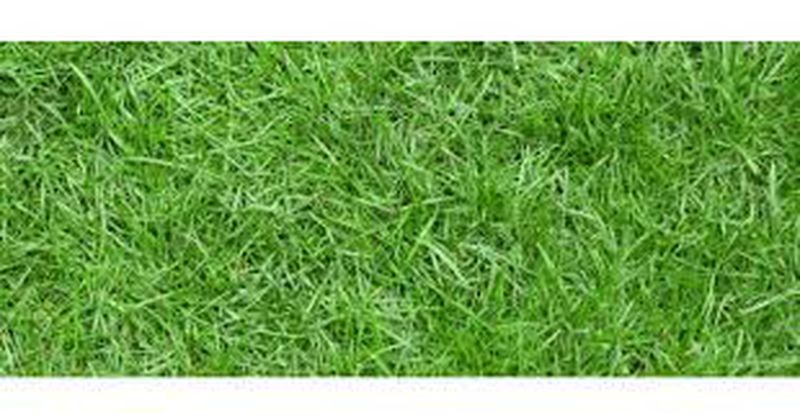 Rumput Jepang