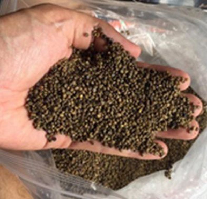 Bibit Rumput Odot