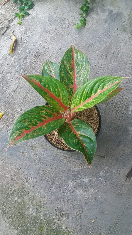 AGLAONEMA TIARA