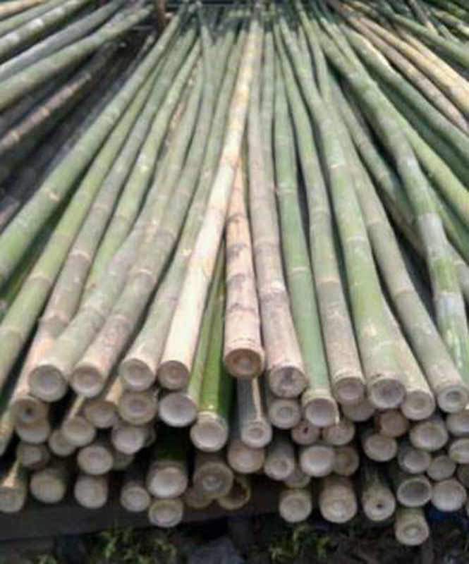Bambu
