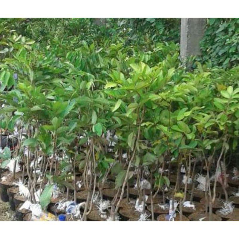 Bibit Rambutan