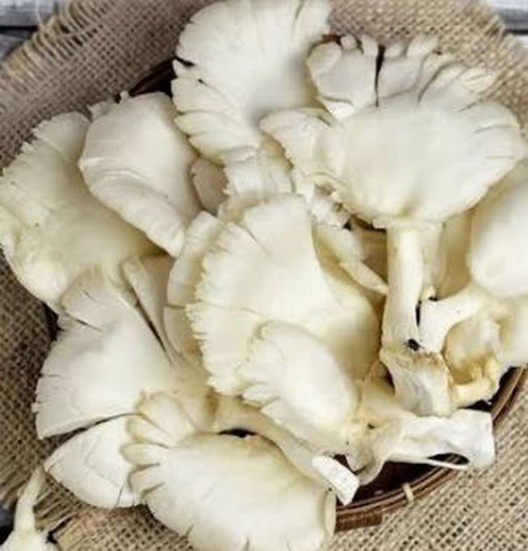 Jamur Tiram