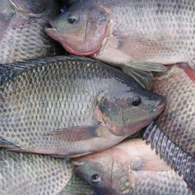 Ikan Nila (kg)