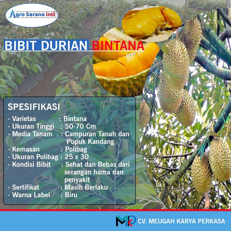 Bibit Durian Bintana