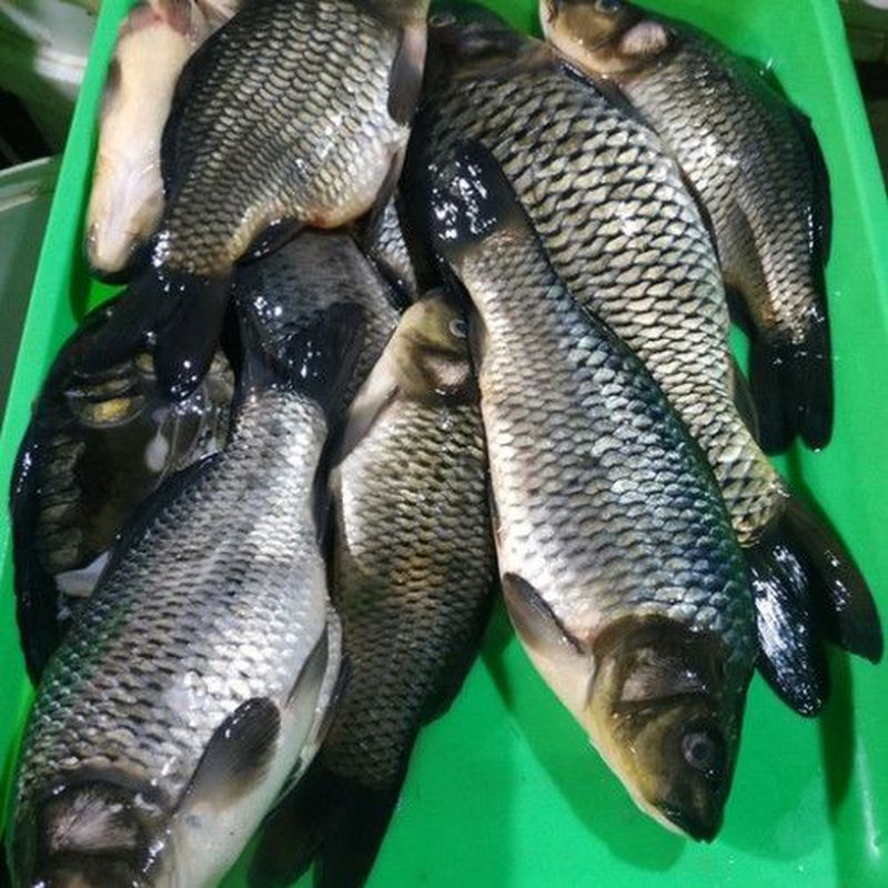 Ikan Mas