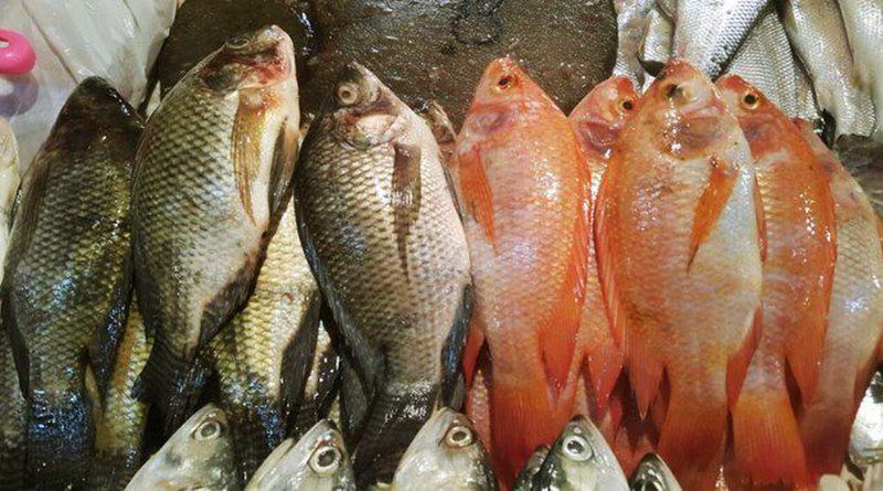 Ikan nila