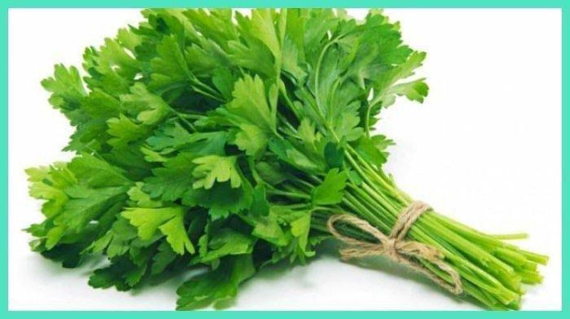 Daun Sop