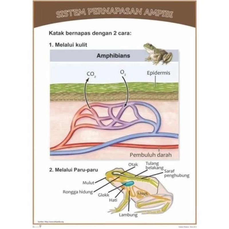 Gambar Sistem Peredaran Darah Burung Reptil Ampibi Ikan Dan Cacing