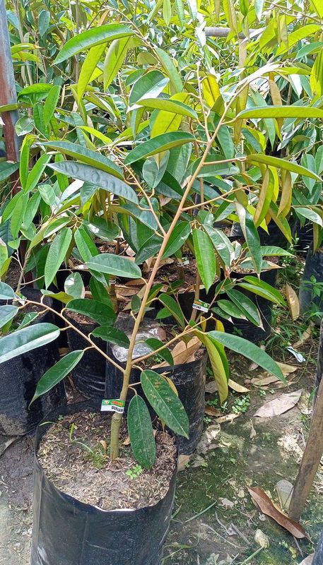 Kios Bibit Garut Tawarkan Durian Musang King, Varietas Premium untuk Dikembangkan