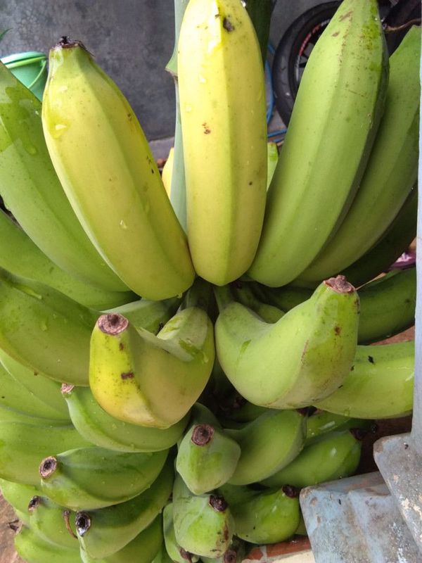 Pisang Raja