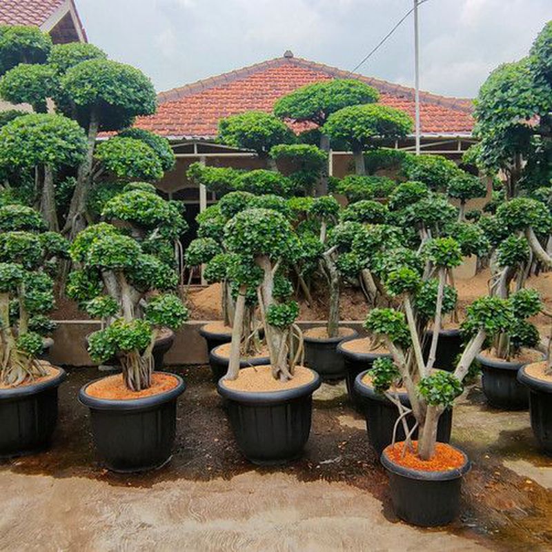 BONSAI KARET KOREA