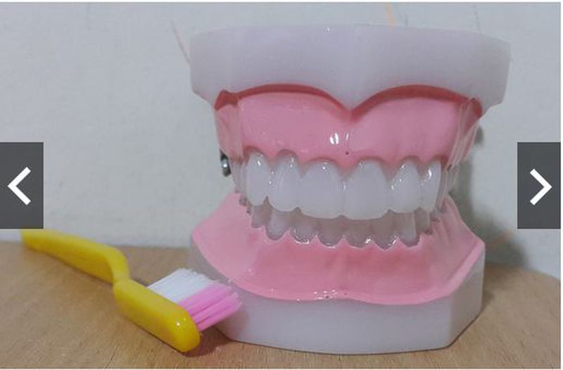 Model Gigi | Phantom Gigi | Study Model Besar Plus Sikat Gigi