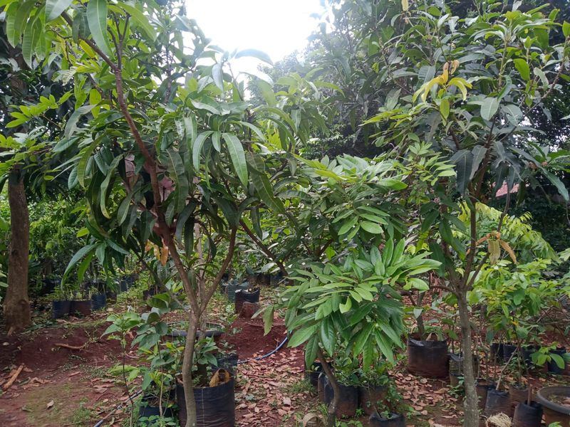 Bibit Mangga golden namdome