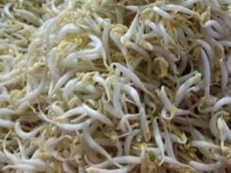 095LU - Toge Kecambah