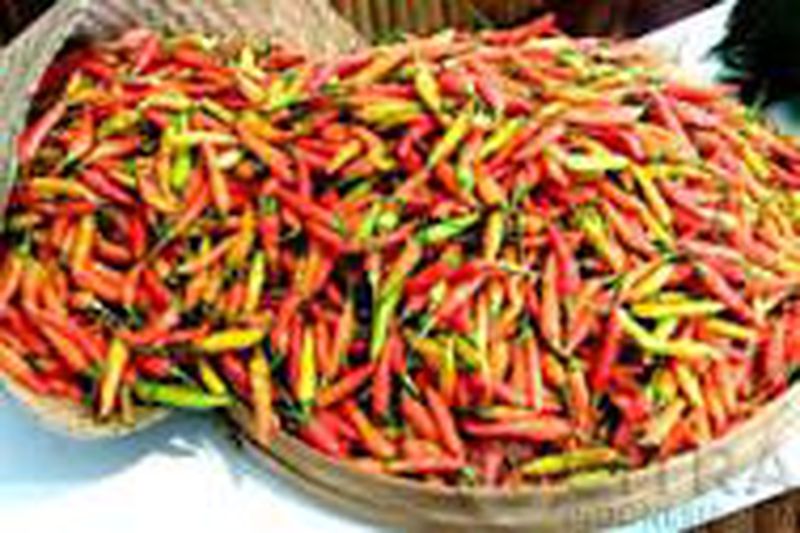 Cabe Rawit